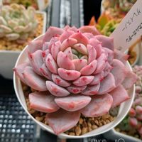 グレイスノー,多肉植物の紅葉,ベランダ多肉,ピンクの多肉,タニラーの画像