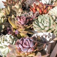 ナンバーワン,霜の朝錦,リガ,チョコレート ムース,Maria×BlackRoseの画像