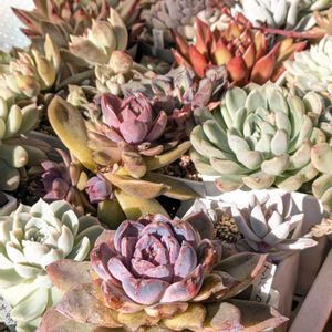 ナンバーワン,霜の朝錦,リガ,チョコレート ムース,Maria×BlackRoseの画像