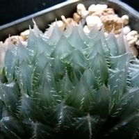 ハオルチア,ハオルチア,多肉植物,ハオルチア属,透明な窓の画像