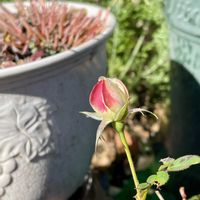 ミセバヤ,ミニバラ,クリ,キュンキュン乙女倶楽部,ちっちゃいものクラブの画像