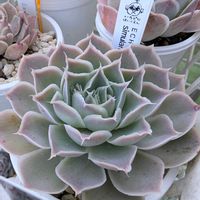 多肉植物,エケベリア属,タニラー,多肉女子,鳥取県の画像