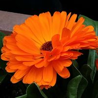 キンセンカ,フユシラズ,癒し,希望,夕焼けの画像