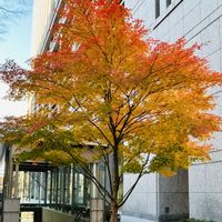 イロハモミジ,ちいさな幸せ♡,もうすぐクリスマス❤️,美しいグラデーション,東京　丸の内の画像