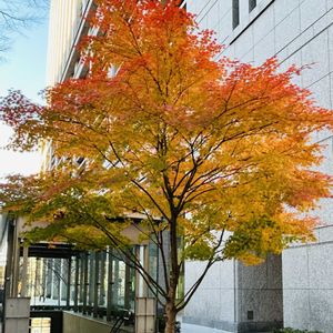 イロハモミジ,ちいさな幸せ♡,もうすぐクリスマス❤️,美しいグラデーション,東京　丸の内の画像