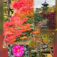 サザンカ,ドウダンツツジ,コラージュ,❤️いいね、ありがとう,木曜日は木の画像