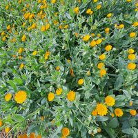 皇帝ダリア,サザンカ,フユシラズ,山茶花(さざんか）,キダチダリア(皇帝ダリア)の画像