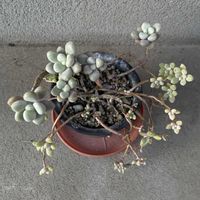 多肉植物,グラプトペタルム,iPhone撮影,小さな庭の画像