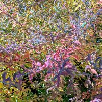 サザンカ,バラ,ユキヤナギ,コエビソウ,アオツヅラフジの実の画像