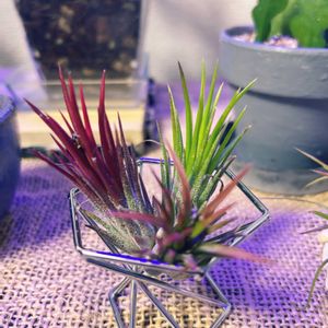 イオナンタ フエゴ,イオナンタ フエゴ,エアープランツ/チランジア,リビング・ダイニングの画像