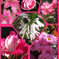 キク,サザンカ,シクラメン,ゼラニウム,ポインセチアの画像