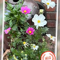 コスモス,癒される,可愛らしい,ウォーキングの楽しみの画像