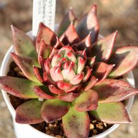 コロラータ アテマハック グリーン,多肉植物,多肉狩り,多肉植物のある暮らし,多肉コレクションの画像