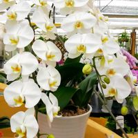 コチョウラン,安曇野,コチョウラン 胡蝶蘭,コチョウラン（胡蝶蘭）,信州大好き⛰️の画像