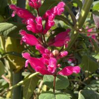 キク,キク,皇帝ダリア,皇帝ダリア,バラの画像