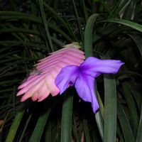 パイナップル,エクメア ファッシアータ,チランジア･キアネア(ハナアナナス),クリプタンサス　ゾナタス,筑波実験植物園の画像