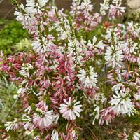 エリカ,エリカ クリスマスパレード,小さな花,庭園,山下公園の画像