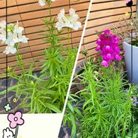 リナリア,GSに感謝。,わんこと暮らす,初冬の頃,木曜日は木の画像