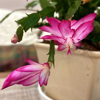 シャコバサボテン,シャコバサボテン,シャコバサボテン,デンマークカクタス,デンマークカクタスの画像