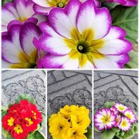 プリムラ　ジュリアンの画像