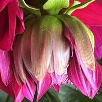 水仙のつぼみ,ペチュニアの蕾,ペチュニアの蕾,華金剛の大輪ダリア　こまち,ダイアンサス　蕾の画像