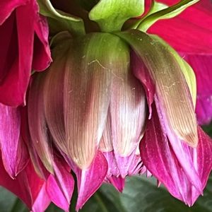 水仙のつぼみ,ペチュニアの蕾,ペチュニアの蕾,華金剛の大輪ダリア　こまち,ダイアンサス　蕾の画像