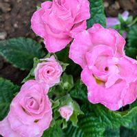 ベゴニア,ビオラ,プリムラ　ジュリアン,可愛いお花達,世界に平和をの画像