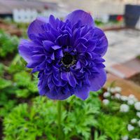 アネモネ,アネモネ,アネモネ・ポルト,アネモネ・ポルト,ありがとうの画像