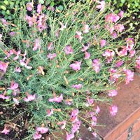 シャコバサボテン,ハイビスカス,初恋草,ネメシアメーテル,おでかけ先の画像