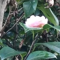 ツバキ,椿(ツバキ),椿の花　ピンク,花のある暮らし,お出かけ先の画像