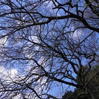 ドウダンツツジ,ドウダンツツジ,カイノキ,カイノキ,カイノキの画像