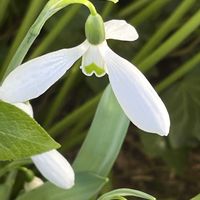 スノードロップ,スノードロップ,散歩,白い花,花散歩の画像