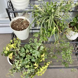 寄せ植え,成長記録,ベランダの画像