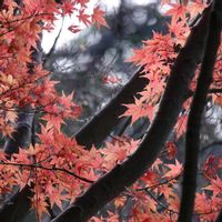 モミジ,マツ（松）,マツ（松）,もみじ紅葉,横浜称名寺の画像