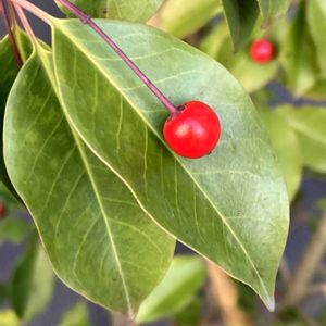 ソヨゴ,お出かけ先にての画像