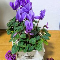 松ぼっくり,ハオルチア,ビアホップ ,ガステリア,クリスマス月間の画像