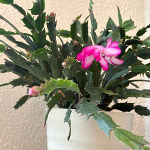 デンマークカクタス,軒下,沖縄,おうち園芸,ピンクワールドへ ようこその画像