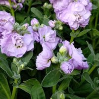 ストック,かわいい,可愛い,ふわふわ,紫の花の画像