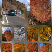 ビデンス,オシロイバナ,キンセンカ,ロベリア,パンジーの画像