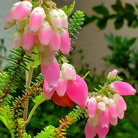 エリカ,エリカ,パンパスグラス,ボケ,マユミの画像