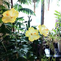 ハイビスカス,ハイビスカス　アイスレモン,観葉植物,葉っぱ,花のある暮らしの画像