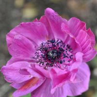 アネモネ,素敵な出会いに感謝,胸キュン,花散歩♡,感動のおすそ分けの画像