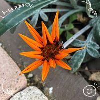 ガザニア,ビタミンカラー,復興祈願,ピンク❤︎ピンク,ばら バラ 薔薇の画像