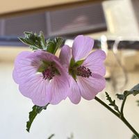 スイセン,アニソドンテア・マルバストロイデスの画像