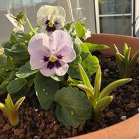 ムスカリ,ビオラ,ムスカリ バレリーフィネス,庭人さんビオラ,庭人さんの画像