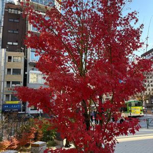 胡蝶蘭,モミジ(紅葉),紅葉(もみし),＊番外編＊,ツリー，木でできていますの画像