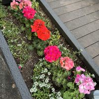 ゼラニウム,クスノキ,楠（くすのき）,お花や植物は癒し♡,Have a nice day ! ✨の画像