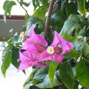 ブーゲンビリア,温室,七北田公園ホールの画像