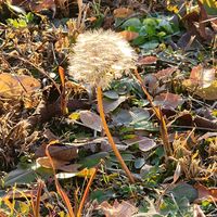 タンポポ,野の花の画像