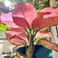 アグラオネマ,アグラオネマ オースピシャスレッド,新芽,癒しの空間,寒さに負けるなの画像